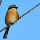 『投稿：本命の代わりを果たしたモズ・アオサギ・カワウ　2025/12/21』の画像