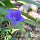 キキョウ（Platycodon grandiflorus (Jacq.) A.DC.）