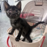 『おめめが真っ赤！小さな黒猫ちゃんを受け入れました！』の画像