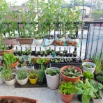 Heyモーの家庭菜園を楽しむ