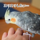 ニューのスリスリしたい気持ち