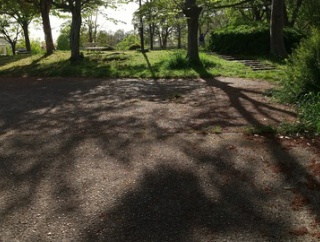 公園の新緑