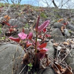  ( ͡⊙ ͜ʖ ͡⊙) ココアシガレット・アンダーグラウンド ( ͡◉ ͜ʖ ͡◉)