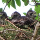 野鳥雀鷹（ツミ）の幼鳥を撮る1🦅📸（太田市）