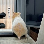 ブンチョ日誌