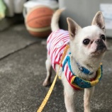 『【犬】マフィンくん（チワワ）トライアル決定』の画像