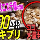 ゴキゴキ動画