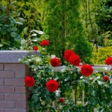 『自宅が落ち着く』の画像