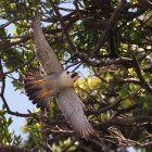 『投稿：ハヤブサ５態　2022/05/16』の画像