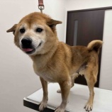 『ヒコーキ耳の柴犬さん。よつばちゃん毎日の皮膚治療』の画像