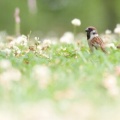 2026年6月11日の野鳥公園
