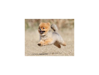 3-20-1　桑島　まるちゃん　2歳　南あわじドッグラン飛行犬撮影所にて