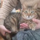 ワイの猫可愛い