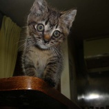 『子猫が家族にくわわりました』の画像