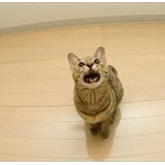 猫には地震予知能力があるのか？　京大猫研究チームに聞いた結果ｗｗｗ
