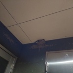 NPO犬猫みなしご救援隊・代表ブログ・みなしご庵へようこそ