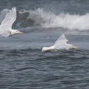 波を背景に飛ぶシロカモメ２羽 Glaucous Gull