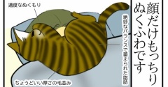 【猫との暮らし】もう、ほとんど冬！だけど、猫がいるから大丈夫