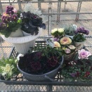 ハボタンフェアの準備大忙し