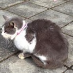 片山ゆうちゃん「江の島で猫の写真を撮った。首輪は付けてない」