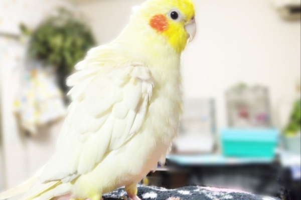 PBFDそらちゃんと☆あむしろインコ日記☆ - セキセイインコ