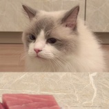 『[イコラブ]  アクアくんロックオン【大谷映美里】』の画像