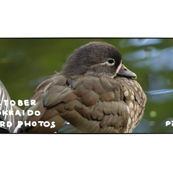 【野鳥写真】オシドリ・マガモ・アオサギ・オカヨシガモ・キンクロハジロ・カイツブリ｜#9