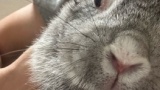 俺が飼ってるウサギ♀8歳（※画像あり）