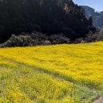 トリと自転車と私