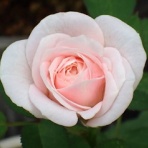 Heyモーの家庭菜園を楽しむ