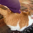 【猫日記】猫に影響の出る掃除の仕方