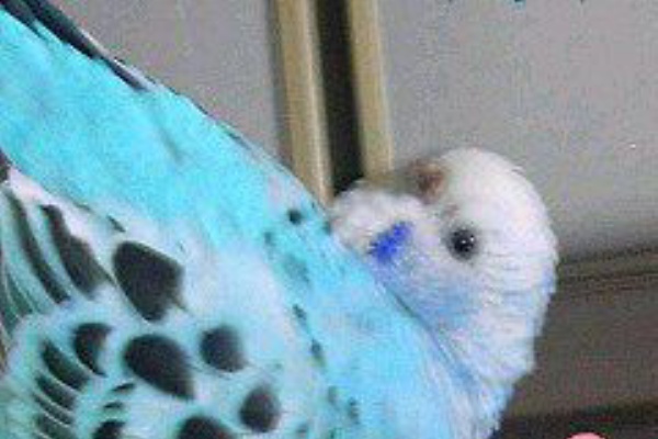 ぴよの助 セキセイインコ