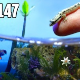 『アクアリウムの中に小さなビーチの生態系を作ってみた』の画像