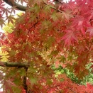 病院とウォーキングとアドベントカレンダー