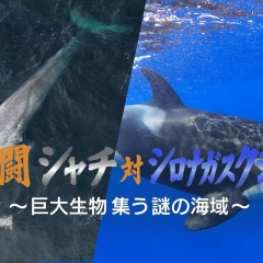 海の王者シャチ、シロナガスクジラを襲う！人間は襲わないのか？
