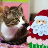 『MerryChristmas🎄🎅』の画像