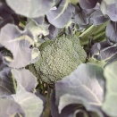 ブロッコリー、出勤し始めました