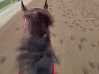 【競馬】フォーエバーヤングが最終追い切り公開　ジョッキークラブゴールドCは5頭立てに