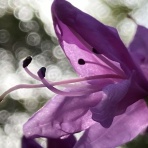 ねこのきもち/パート２