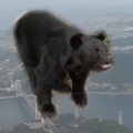 【悲報】青森の海でクマサンが泳いで駆除されたんやが…