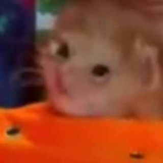 猫の動画 ねこわん！