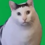 【悲報】猫ミームのブームが完全終了。