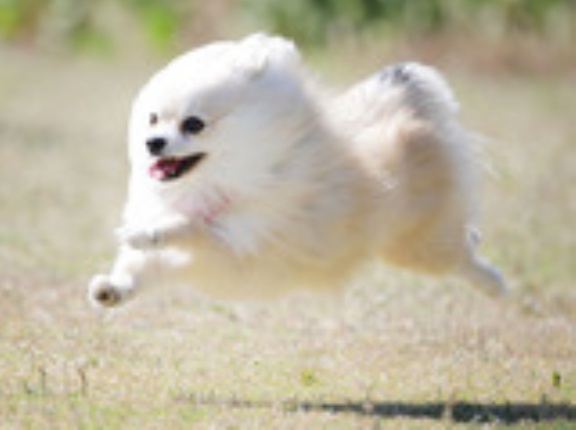 5-19-3　植田　ココアちゃん　2歳4か月　南あわじドッグラン・飛行犬撮影所にて