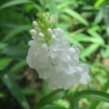 サツマチドリ　寒月