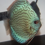 AquaDreams_officialのblog