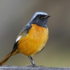 『投稿：公園で出会った野鳥たち　2024/02/28』の画像