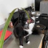 バラとレモングラスと猫【猫の日】