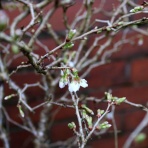 英国つれづれ日記