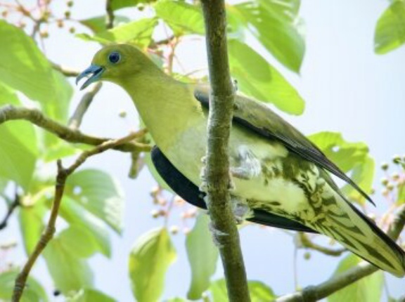 2025年8月5日の野鳥公園
