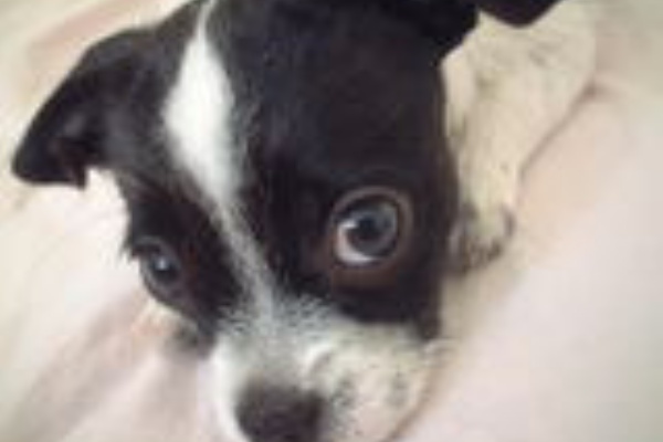 リカノカンムリ Ucla ｌｉｆｅ In La